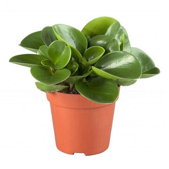 Decoration Pots for Indoor Plants